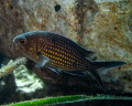   Damselfish Chromis Bodrum Gmşlk Turkey. Turkey  